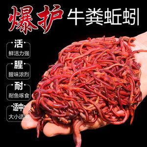 金龍魚飼料與活食價格比較：金龍魚飼料與活食價格對比評測