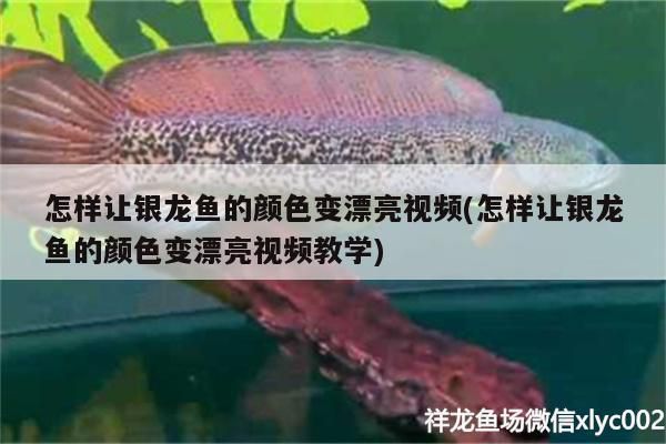 怎樣讓銀龍魚的顏色變漂亮視頻(怎樣讓銀龍魚的顏色變漂亮視頻教學(xué))