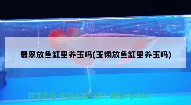 翡翠放魚(yú)缸里養(yǎng)玉嗎(玉鐲放魚(yú)缸里養(yǎng)玉嗎)
