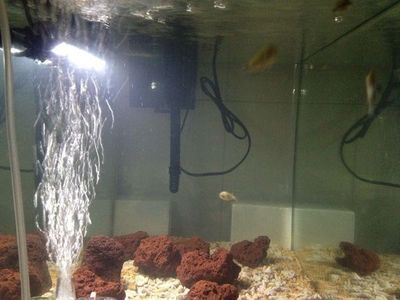 魚缸怎么看好壞，魚缸的質(zhì)量和外觀是評估其好壞的重要因素 魚缸怎么看好壞，魚缸的質(zhì)量和外觀是評估其好壞的重要因素 魚缸百科 第5張
