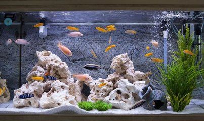 魚缸怎么看好壞，魚缸的質(zhì)量和外觀是評估其好壞的重要因素 魚缸怎么看好壞，魚缸的質(zhì)量和外觀是評估其好壞的重要因素 魚缸百科 第6張