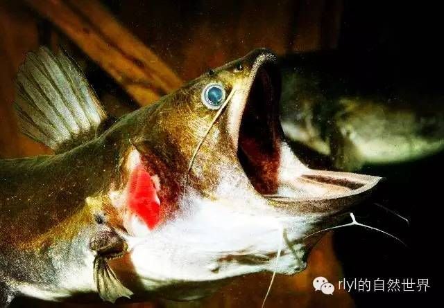 許昌最大的賣魚缸的地方是哪里啊多少錢一條(許昌哪里有賣魚的)