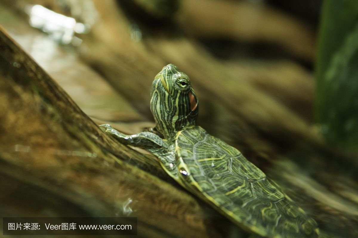 水族館店鋪里有什么動物和植物（探討水族館店鋪中常見的動物和植物種類）
