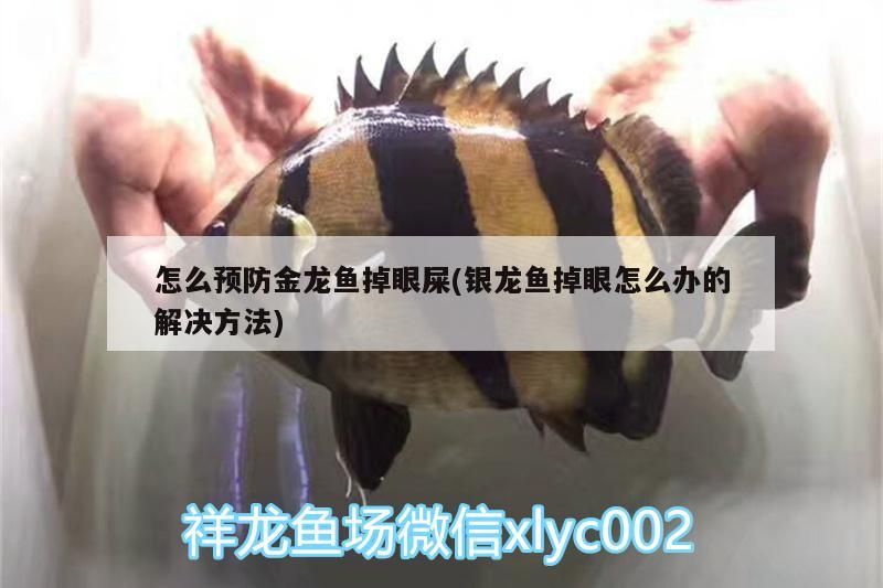怎么預防金龍魚掉眼屎(銀龍魚掉眼怎么辦的解決方法)