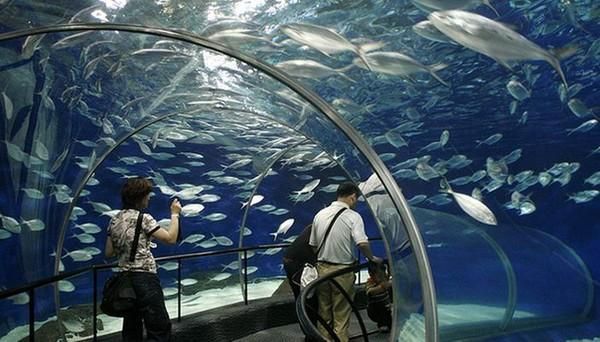 大氣的水族館名字（大氣中的水族館名字）