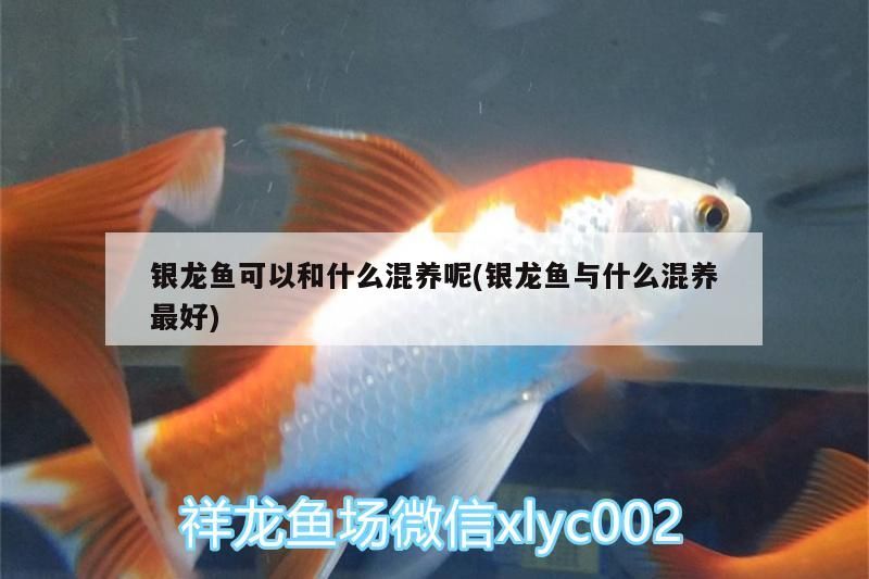 銀龍魚可以和什么混養呢(銀龍魚與什么混養最好)