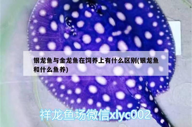 銀龍魚與金龍魚在飼養上有什么區別(銀龍魚和什么魚養)