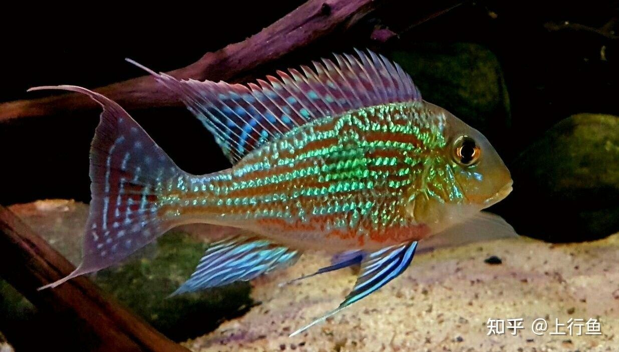 魟魚能長到多大歲數：魟魚的壽命因種類而異，