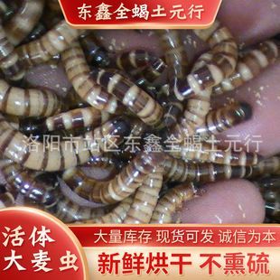 金龍魚繁殖期的飼料選擇：金龍魚繁殖期飼料品牌推薦 金龍魚繁殖期的飼料選擇：金龍魚繁殖期飼料品牌推薦 金龍魚百科 第3張