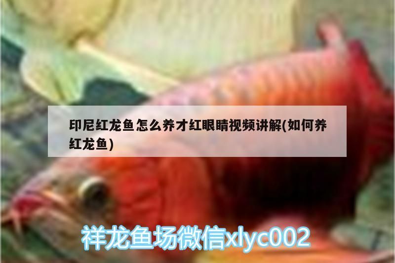 印尼紅龍魚怎么養才紅眼睛視頻講解(如何養紅龍魚)