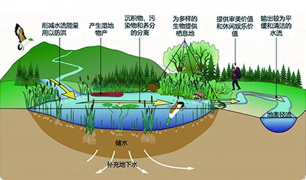 龍魚跟什么魚混養(yǎng)合適圖片（ 龍魚跟什么魚混養(yǎng)合適圖片欣賞）
