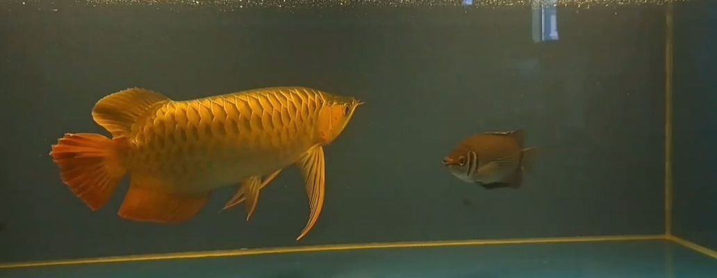 大湖紅龍魚對比印尼紅龍魚哪個好養：大湖紅龍魚和印尼紅龍魚的優劣