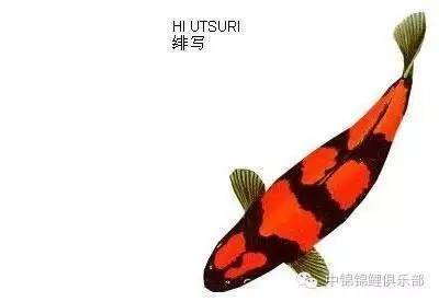 夢見魚缸漏水屋子里都是水怎么回事(夢見魚缸漏水了是什么征兆)