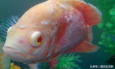 觀賞魚的常見病有哪些：觀賞魚可能會(huì)患上多種疾病，這些疾病可能會(huì)由不同的病原體引起
