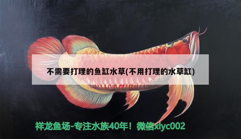 銀龍魚的壽命有多長時間了啊(銀龍魚壽命一般有多長)