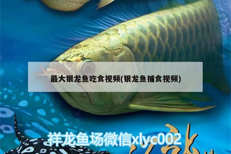 最大銀龍魚吃食視頻(銀龍魚捕食視頻)