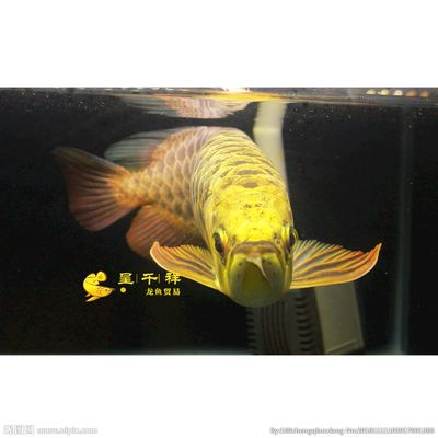 祥龍金龍魚怎么樣：如何挑選高品質祥龍金龍魚,祥龍金龍魚適宜的水環境設置 祥龍金龍魚怎么樣：如何挑選高品質祥龍金龍魚,祥龍金龍魚適宜的水環境設置 金龍魚百科 第2張