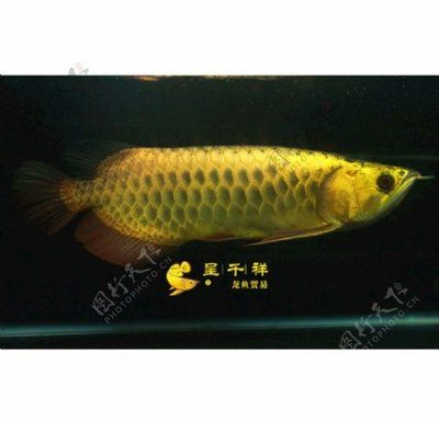 祥龍金龍魚怎么樣：如何挑選高品質祥龍金龍魚,祥龍金龍魚適宜的水環境設置 祥龍金龍魚怎么樣：如何挑選高品質祥龍金龍魚,祥龍金龍魚適宜的水環境設置 金龍魚百科 第6張