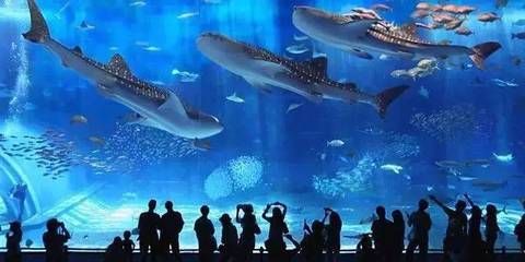 想開一家水族館(如何成功開設一家水族館市場調研水族館市場的成功要素) 水族館百科(水族館加盟) 第5張 想開一家水族館(如何成功開設一家水族館市場調研水族館市場的成功要素) 想開一家水族館(如何成功開設一家水族館市場調研水族館市場的成功要素) 水族館百科(水族館加盟) 第5張