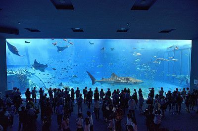 想開一家水族館(如何成功開設一家水族館市場調研水族館市場的成功要素) 水族館百科(水族館加盟) 第6張 想開一家水族館(如何成功開設一家水族館市場調研水族館市場的成功要素) 想開一家水族館(如何成功開設一家水族館市場調研水族館市場的成功要素) 水族館百科(水族館加盟) 第6張