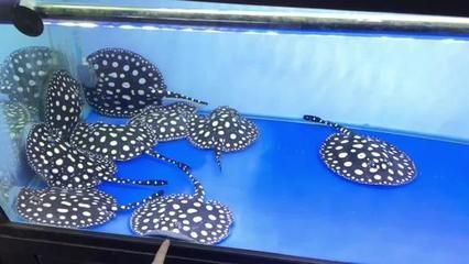 臺系皇冠黑白魟魚：臺系皇冠黑白魟魚是一種在臺灣養殖和培育和培育的品種