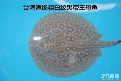 臺系皇冠黑白魟魚：臺系皇冠黑白魟魚是一種在臺灣養殖和培育和培育的品種
