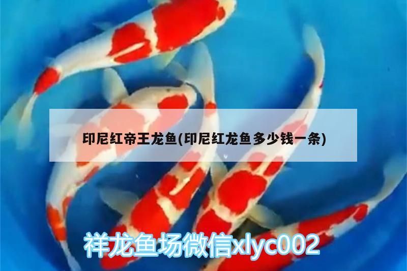 印尼紅帝王龍魚(印尼紅龍魚多少錢一條)