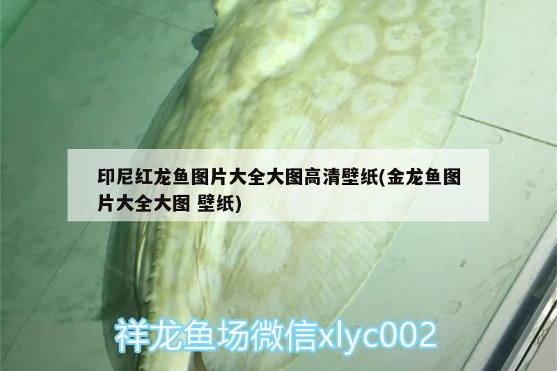 印尼紅龍魚圖片大全大圖高清壁紙(金龍魚圖片大全大圖壁紙) 印尼紅龍魚圖片大全大圖高清壁紙(金龍魚圖片大全大圖壁紙) 紅龍魚百科 第3張