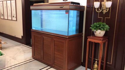虎魚(yú)互相打架：虎魚(yú)之間打架怎么辦 虎魚(yú)互相打架：虎魚(yú)之間打架怎么辦 虎魚(yú)百科 第4張