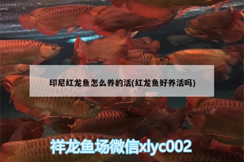 印尼紅龍魚怎么養的活(紅龍魚好養活嗎) 印尼紅龍魚怎么養的活(紅龍魚好養活嗎) 紅龍魚百科 第3張