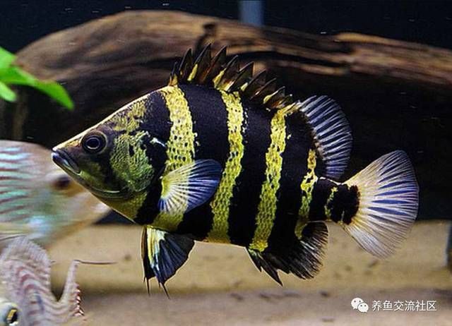 皇冠魟魚小時候點發(fā)黃：皇冠魟魚小時候點發(fā)黃可能是由于遺傳因素、飼養(yǎng)者的養(yǎng)護方法