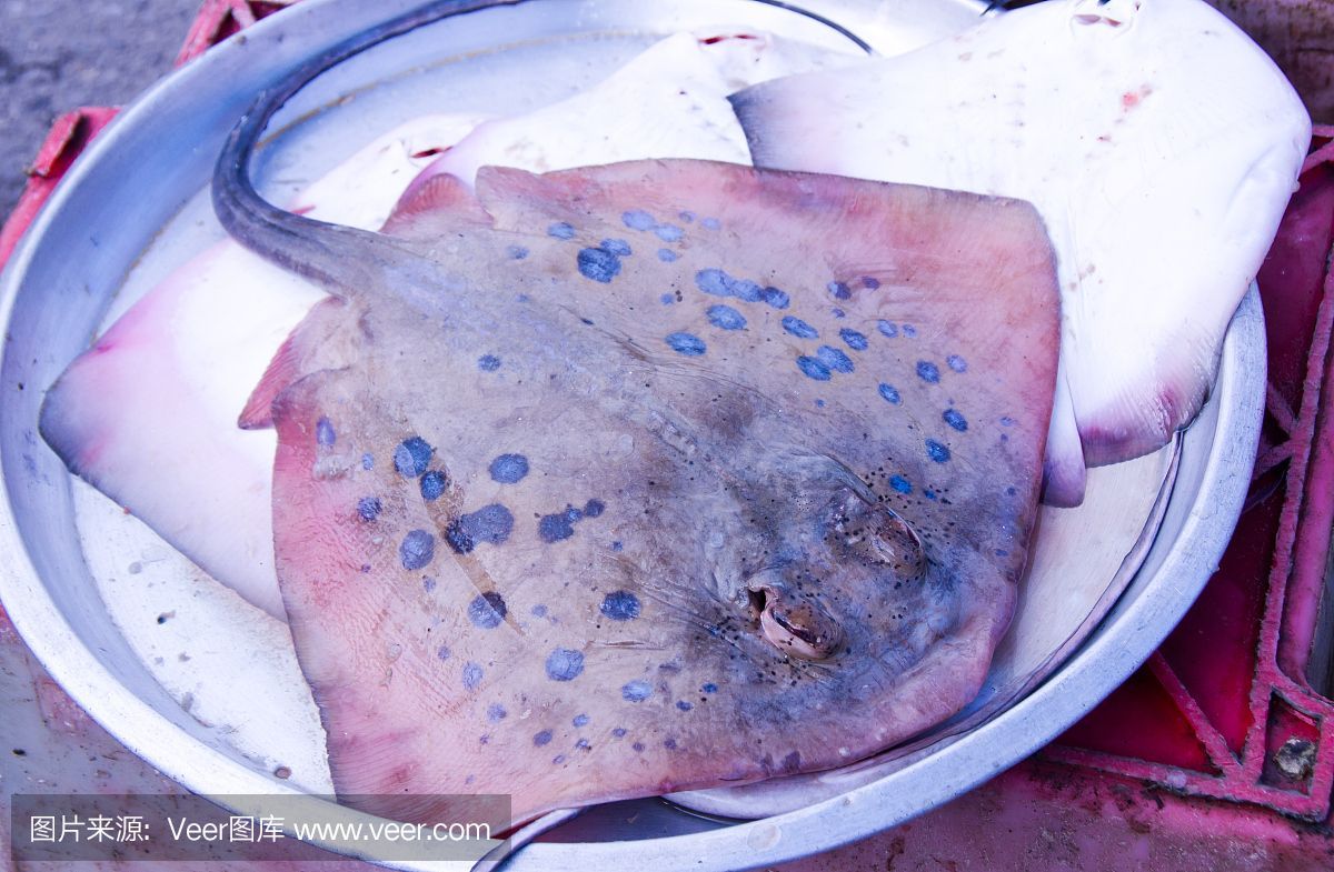 魟魚消化不良怎么治：魟魚消化不良怎么治療