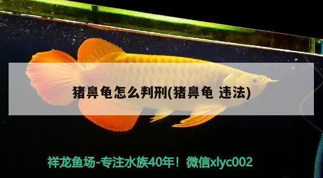 買一只豬鼻龜被判一年半：買一只豬鼻龜被判一年半并處罰金或者沒收財產(chǎn)