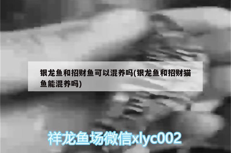 銀龍魚和招財魚可以混養嗎(銀龍魚和招財貓魚能混養嗎) 銀龍魚和招財魚可以混養嗎(銀龍魚和招財貓魚能混養嗎) 銀龍魚百科 第2張
