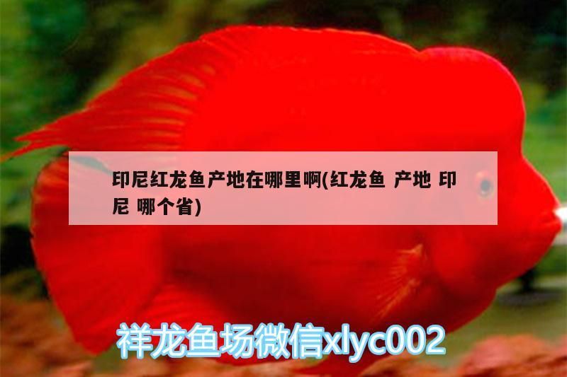 印尼紅龍魚產地在哪里啊(紅龍魚產地印尼哪個省)