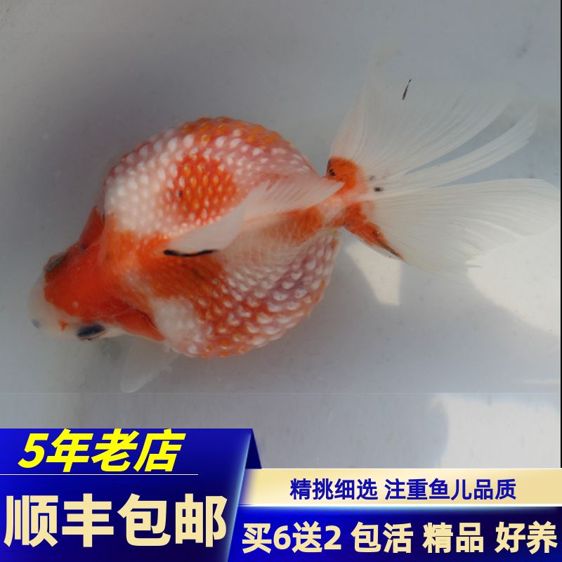 招財(cái)貓魚和龍魚哪個(gè)厲害些(招財(cái)魚和銀龍魚哪個(gè)好)