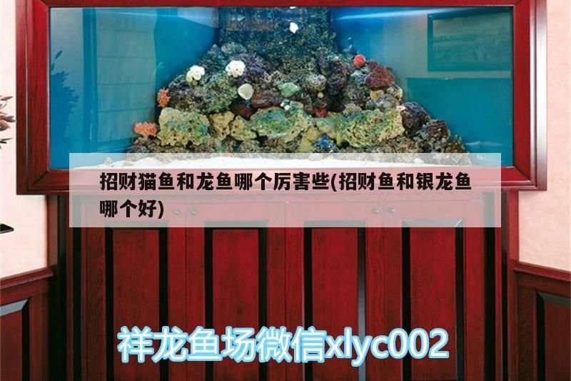 招財(cái)貓魚和龍魚哪個(gè)厲害些(招財(cái)魚和銀龍魚哪個(gè)好)