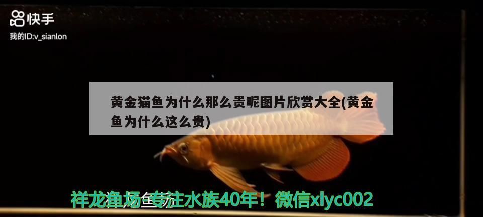 黃金貓魚為什么那么貴呢圖片欣賞大全(黃金魚為什么這么貴) 黃金貓魚為什么那么貴呢圖片欣賞大全(黃金魚為什么這么貴) 黃金貓魚百科 第3張