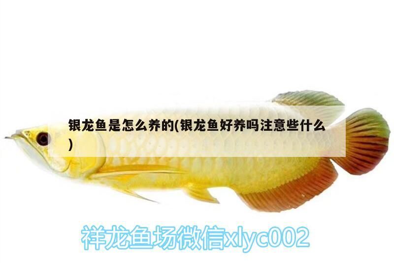 銀龍魚是怎么養的(銀龍魚好養嗎注意些什么)