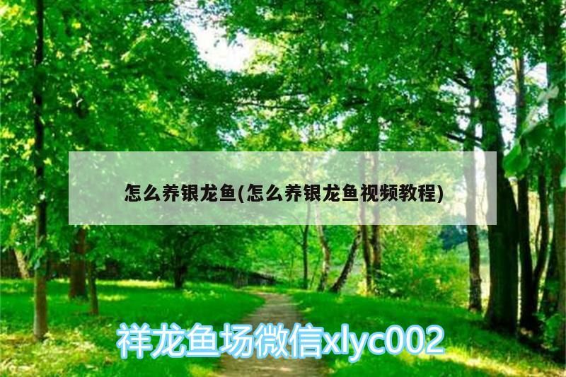怎么養銀龍魚(怎么養銀龍魚視頻教程)