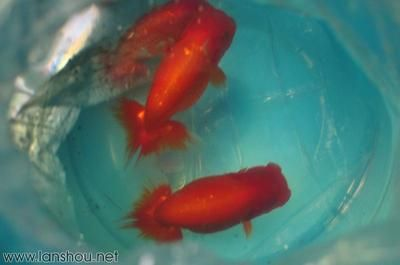 養魟魚水溫要多少度:養魟魚時應該將水溫控制在24-27℃之間 魟魚百科 第3張 養魟魚水溫要多少度:養魟魚時應該將水溫控制在24-27℃之間 養魟魚水溫要多少度:養魟魚時應該將水溫控制在24-27℃之間 魟魚百科 第3張