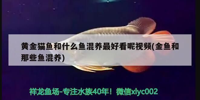 黃金貓魚和什么魚混養最好看呢視頻(金魚和那些魚混養) 黃金貓魚和什么魚混養最好看呢視頻(金魚和那些魚混養) 黃金貓魚百科 第3張