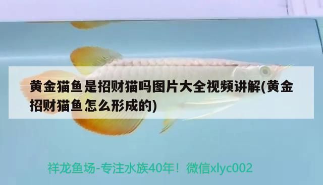 黃金貓魚是招財貓嗎圖片大全視頻講解(黃金招財貓魚怎么形成的)