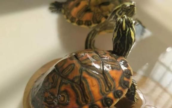 豬鼻龜旺財(cái)嗎：養(yǎng)豬鼻龜有什么寓意養(yǎng)豬鼻龜有什么寓意養(yǎng)豬鼻龜有什么寓意