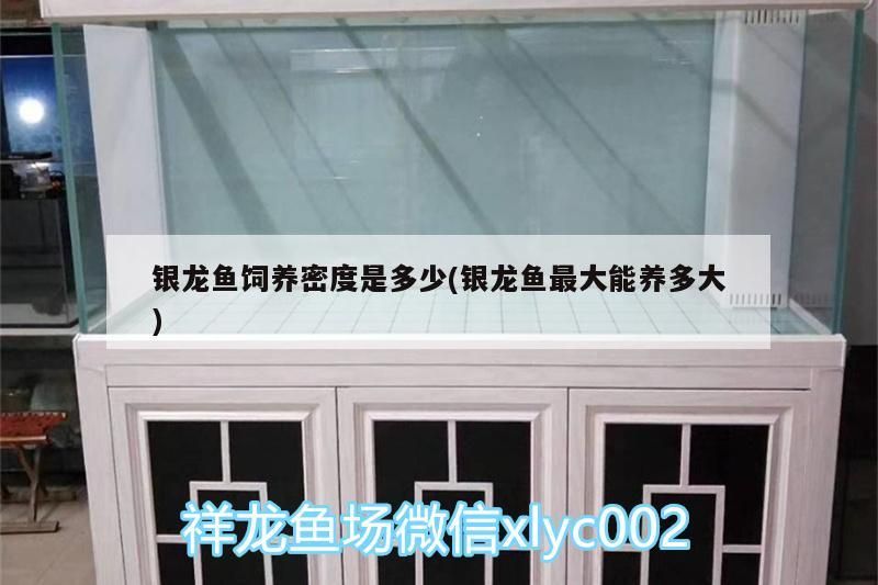 銀龍魚飼養(yǎng)密度是多少(銀龍魚最大能養(yǎng)多大)