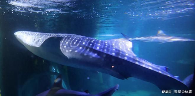 海洋生物在水族館中的適應(yīng)性：水族館如何模擬深海環(huán)境,水族館生物的日常護理方法