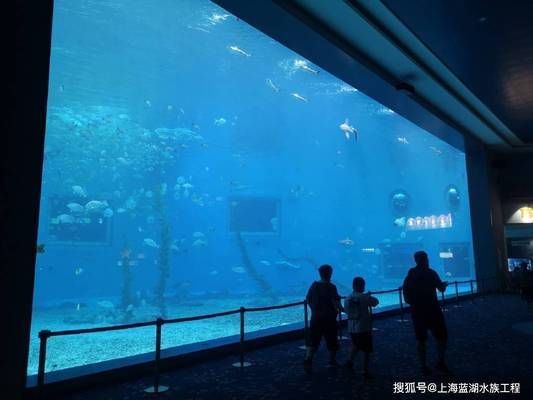 海洋生物在水族館中的適應(yīng)性：水族館如何模擬深海環(huán)境,水族館生物的日常護理方法