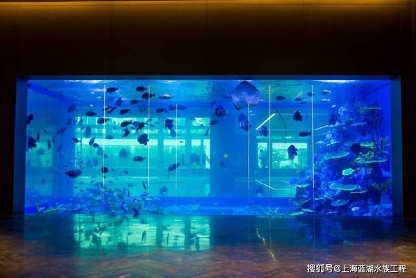 海洋生物在水族館中的適應(yīng)性：水族館如何模擬深海環(huán)境,水族館生物的日常護理方法