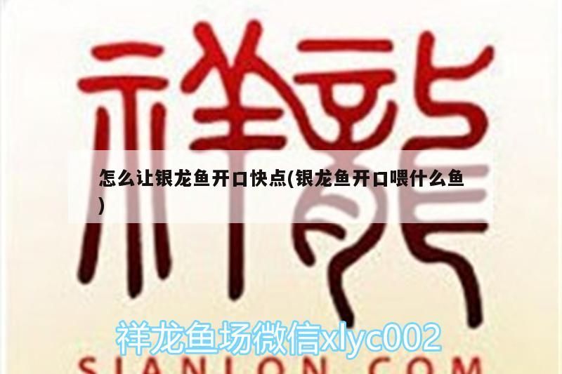 怎么讓銀龍魚開口快點(銀龍魚開口喂什么魚)