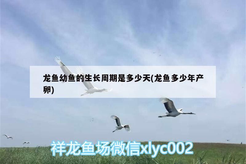 龍魚幼魚的生長(zhǎng)周期是多少天(龍魚多少年產(chǎn)卵)